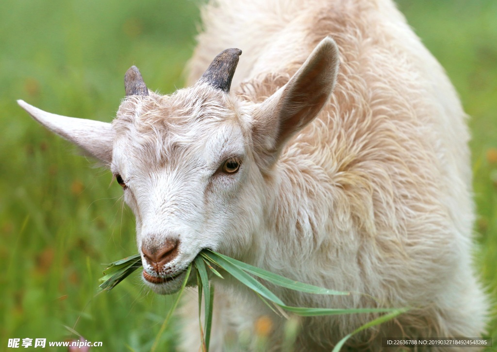 山羊肉动物牲畜牧放草地超清图片