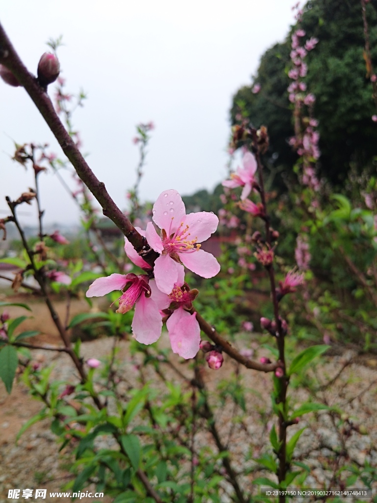 桃花