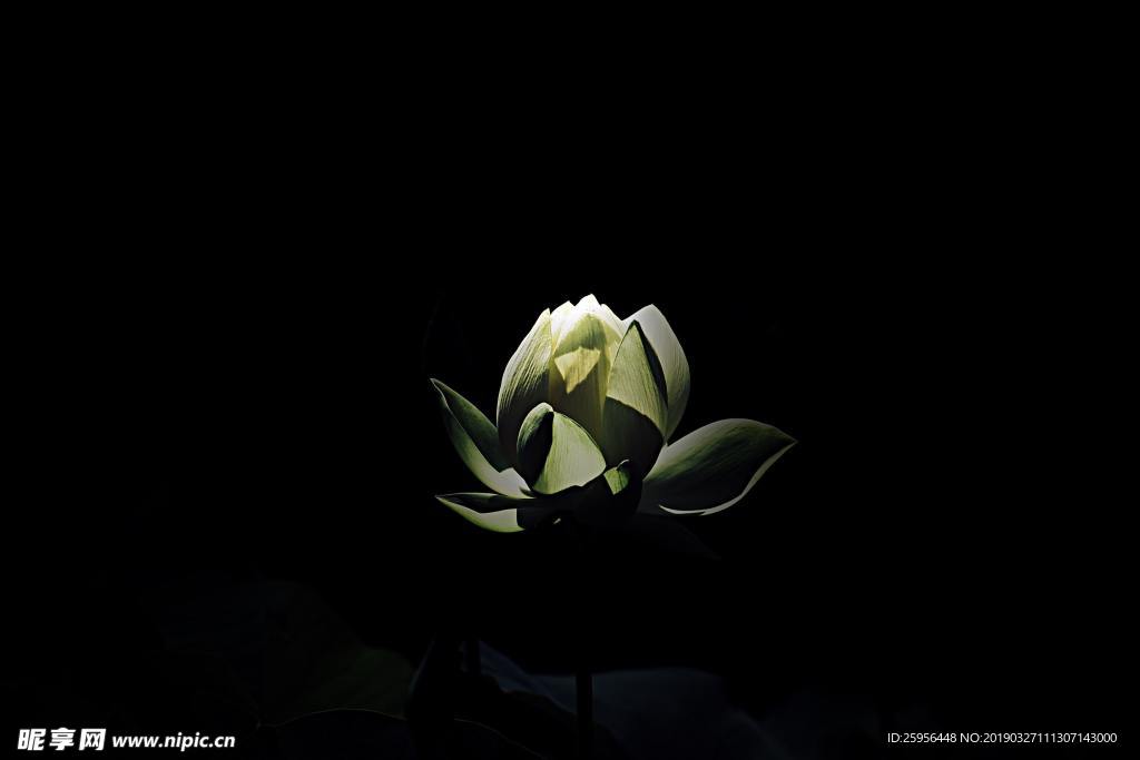 黑夜中的花
