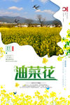 油菜花