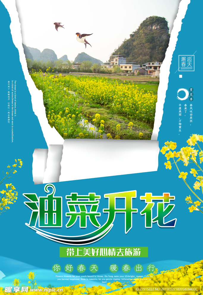 油菜花