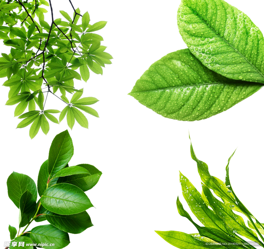 植物素材