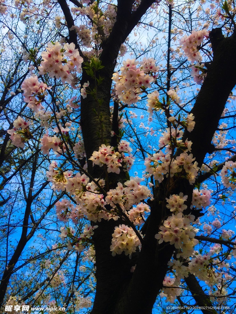 黄冈龙王山樱花盛开