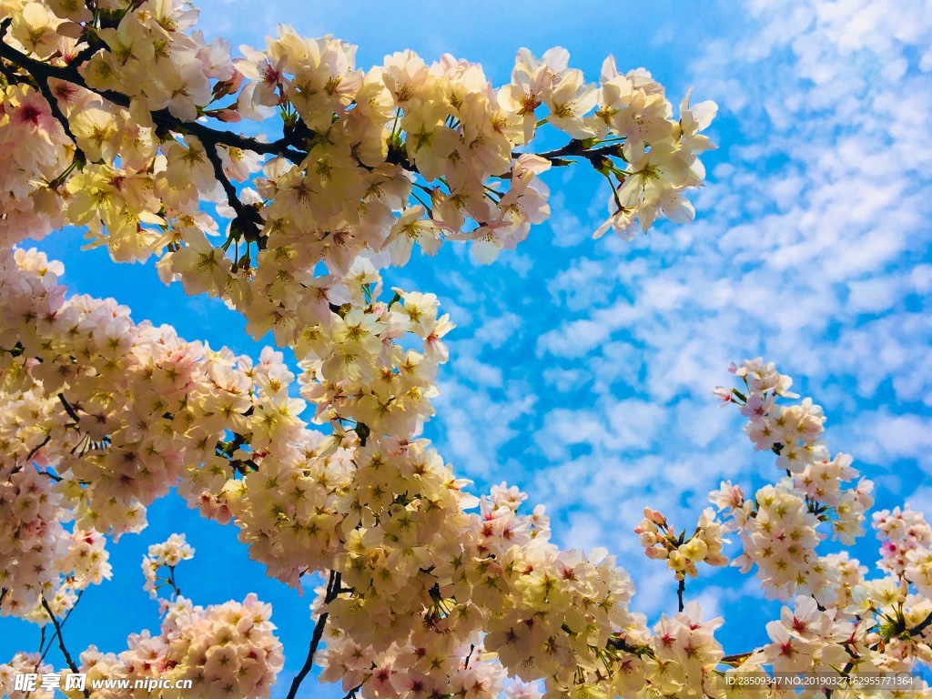 黄冈龙王山樱花盛开