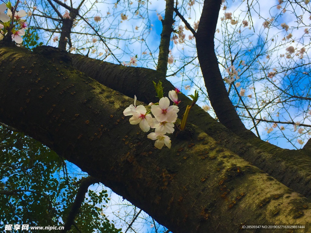 黄冈龙王樱花盛开，美翻整个春天