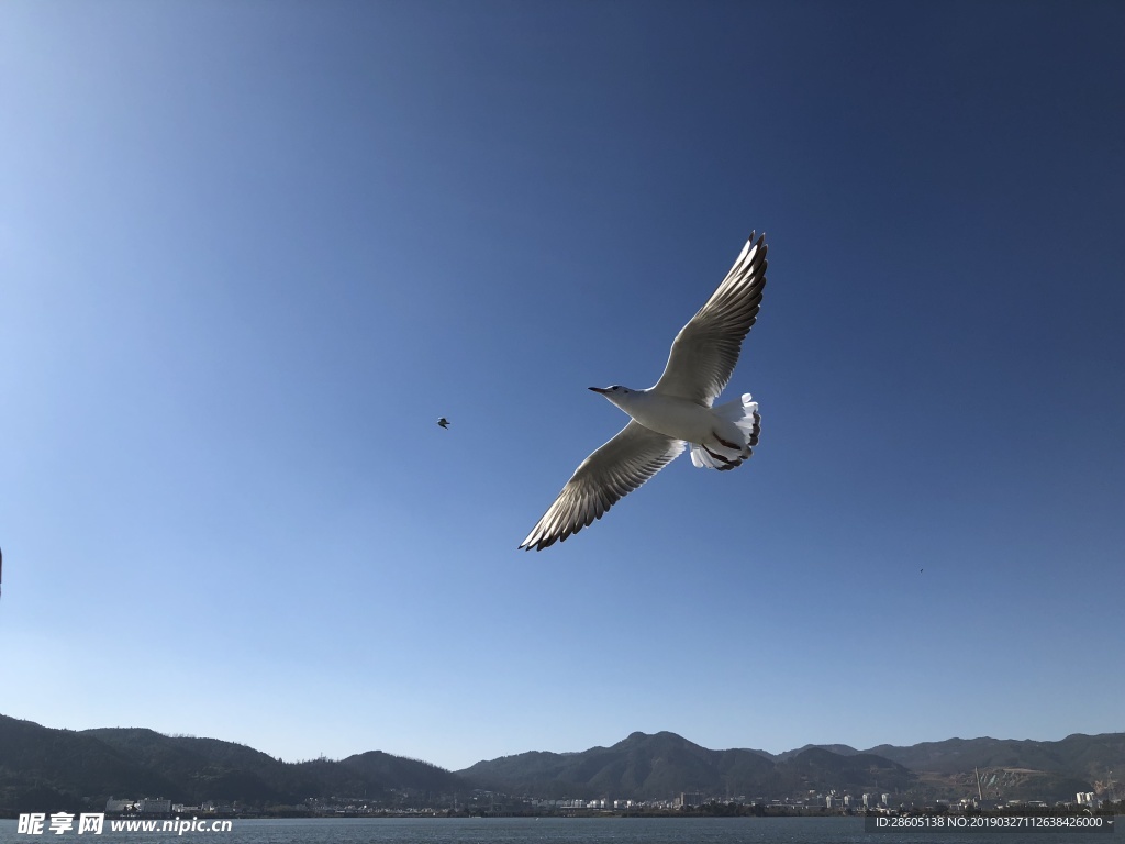 海鸥