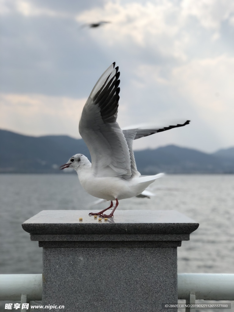 海鸥