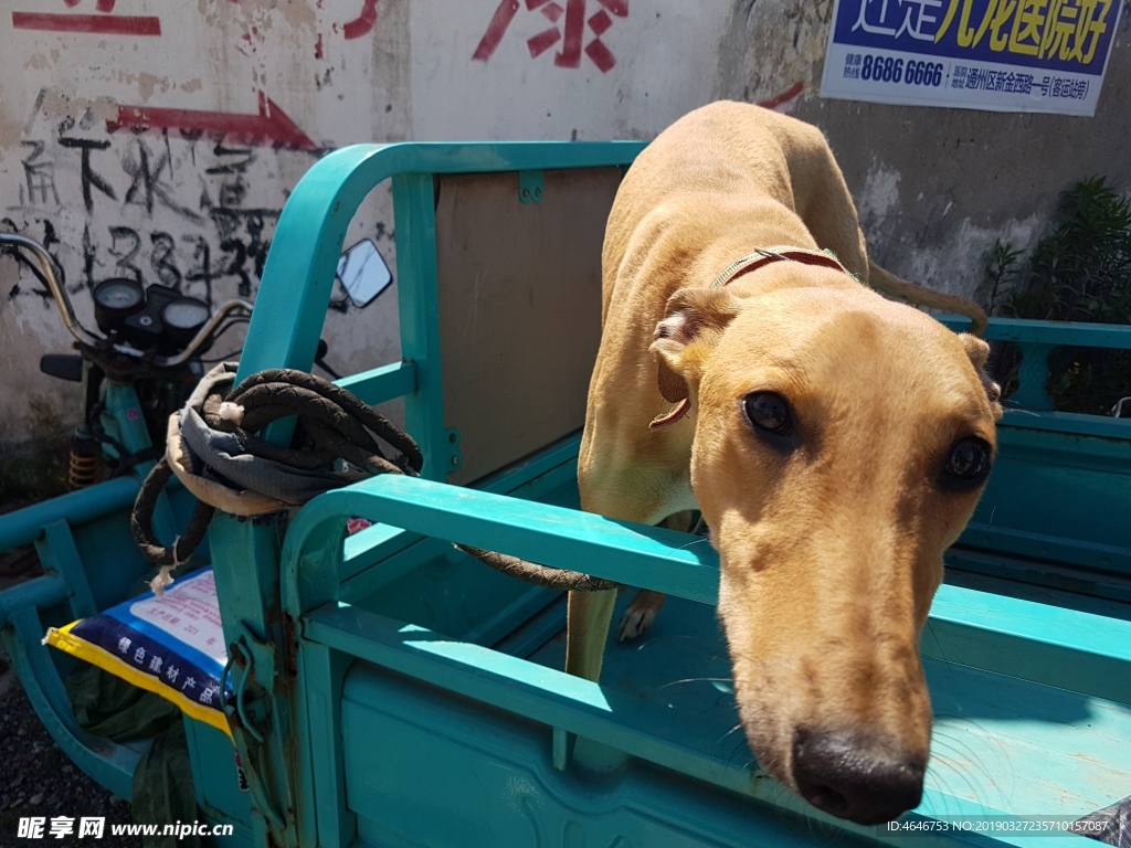阿拉伯猎犬