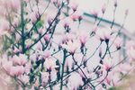 玉兰花