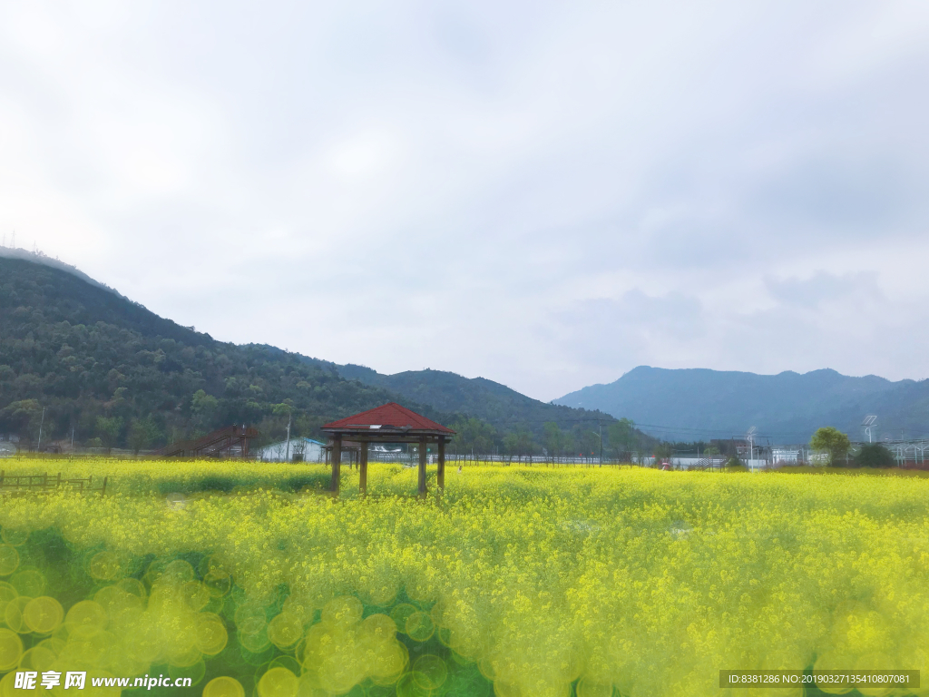 油菜花 唯美花海