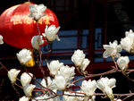 玉兰花