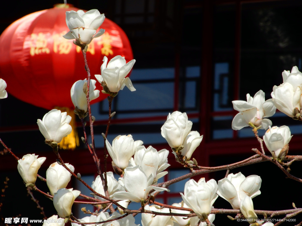 玉兰花
