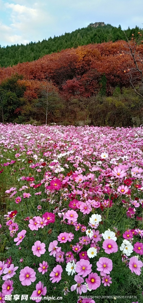 格桑花