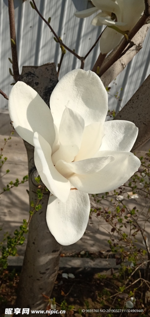 玉兰花
