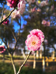 梅花