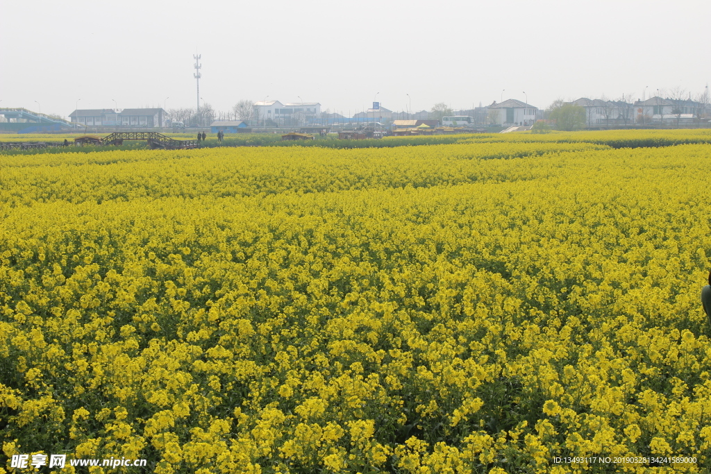 油菜花