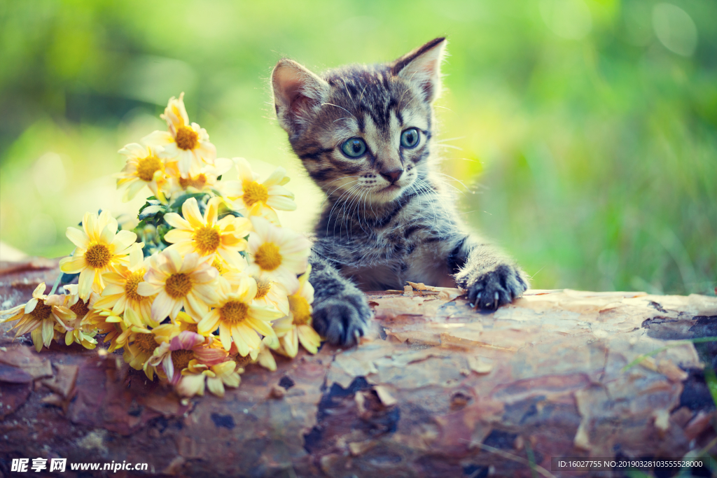 猫