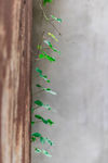 爬山虎