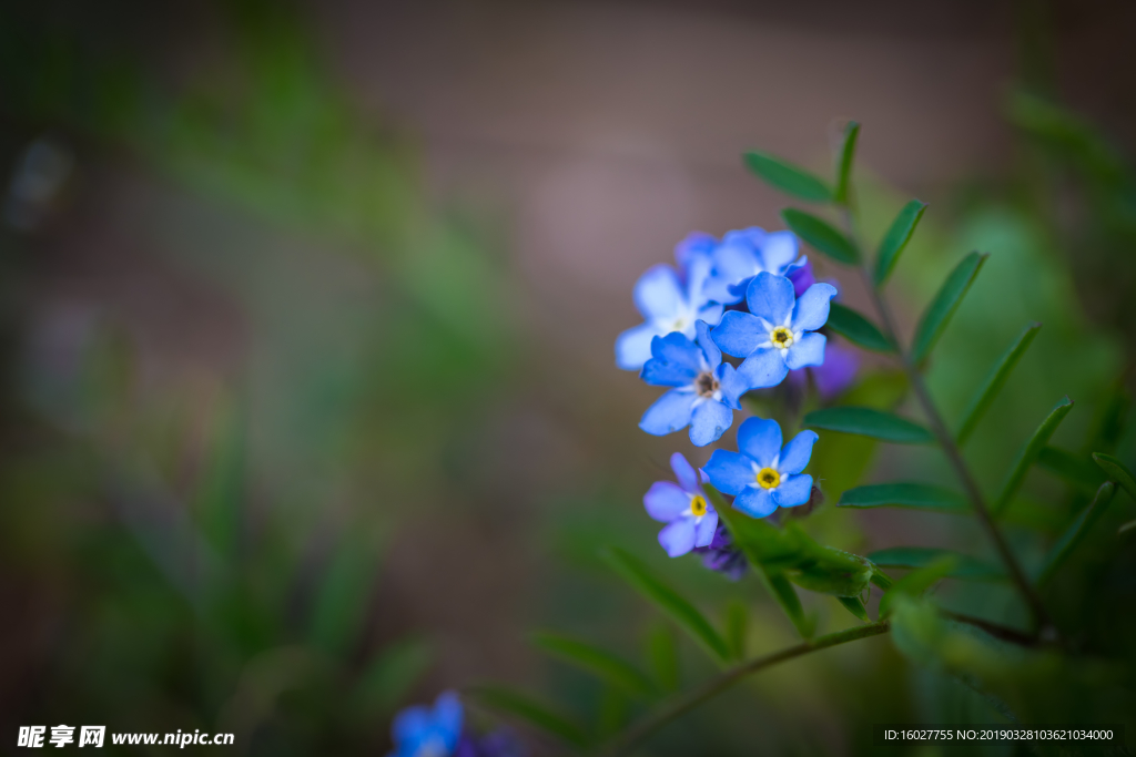 花卉