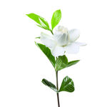 手绘花