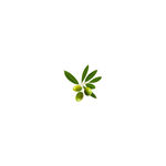 树叶素材