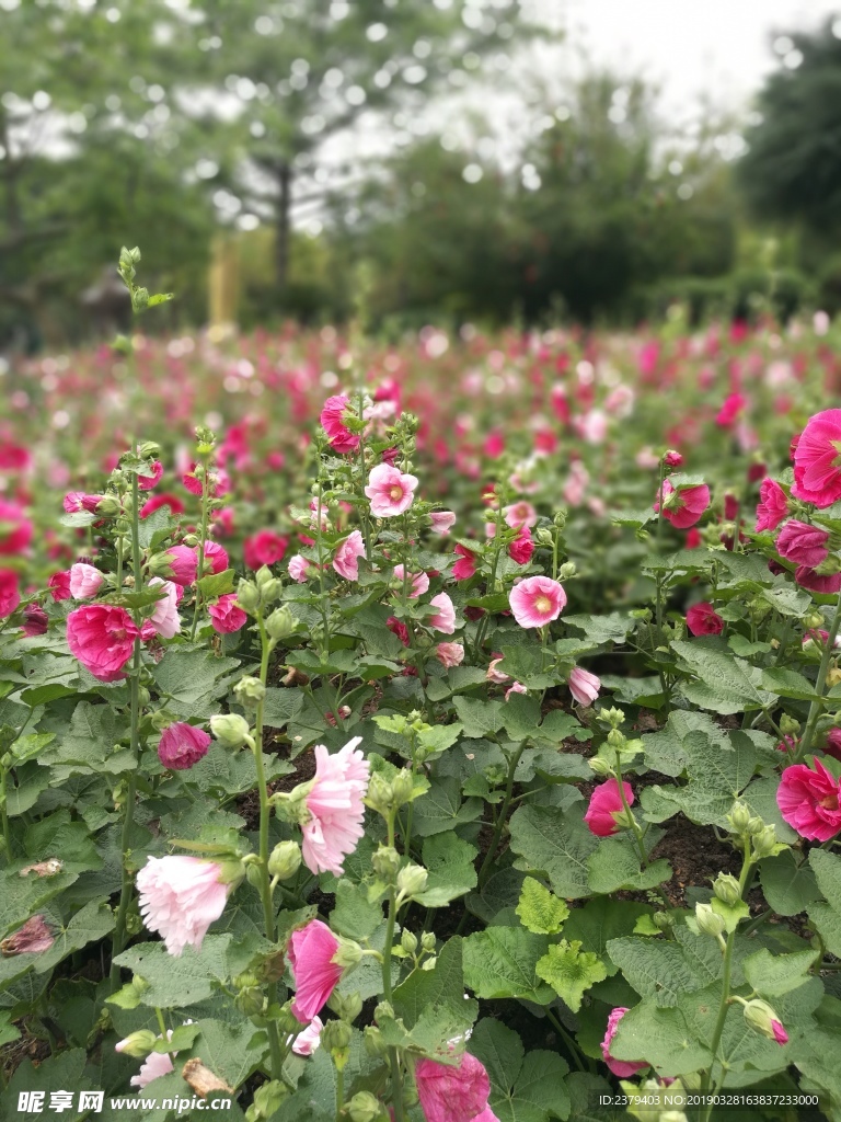 一片漂亮的鲜花