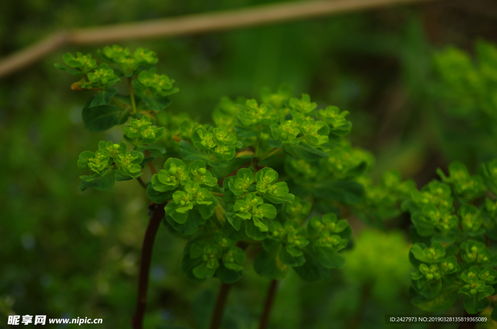 小草