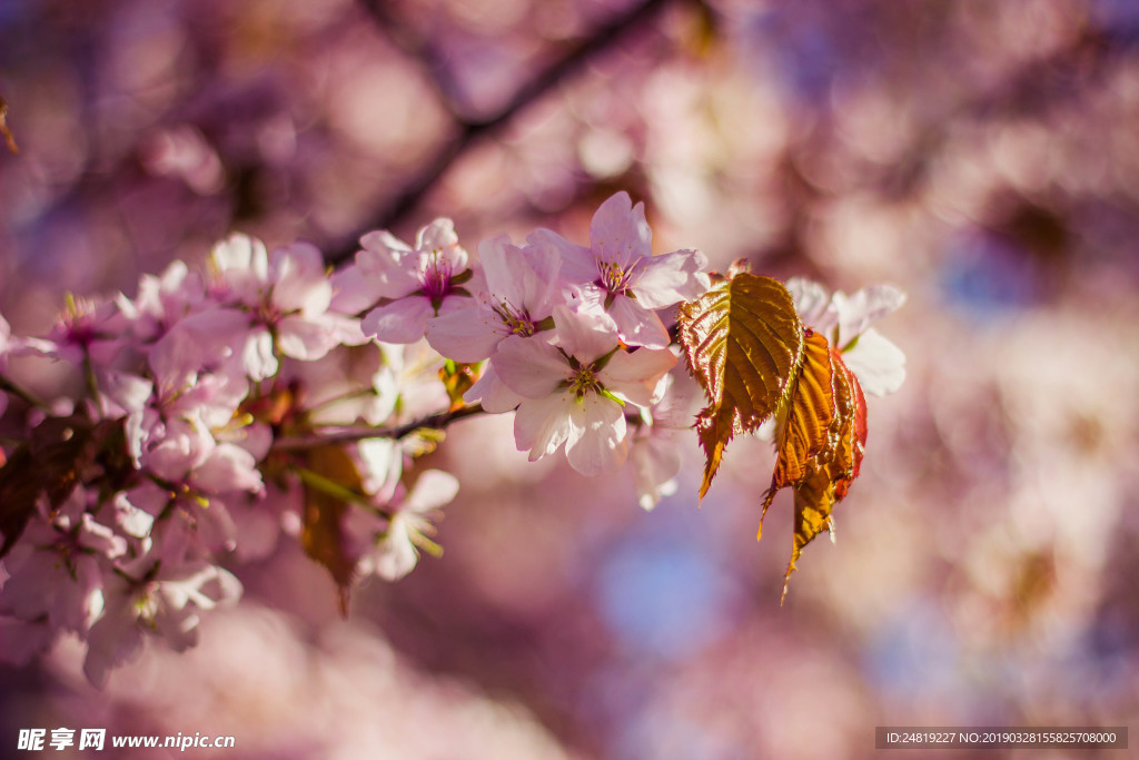 桃花