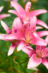 百合花