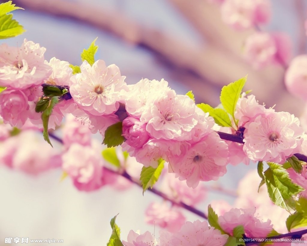 挑花