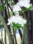 海棠花开