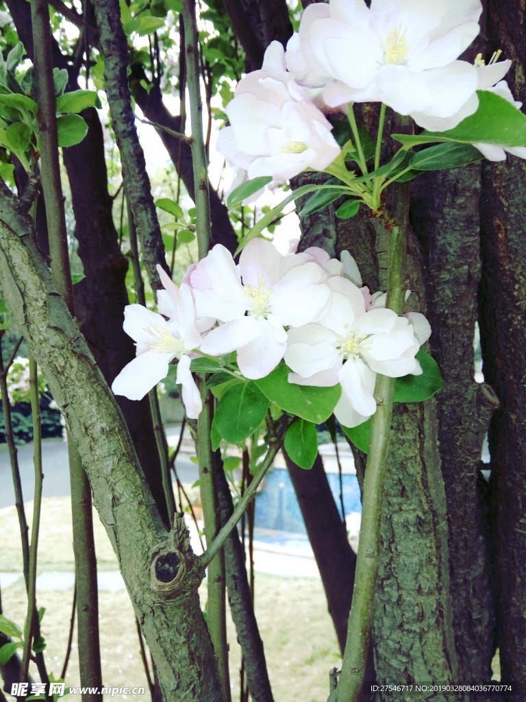 海棠花开