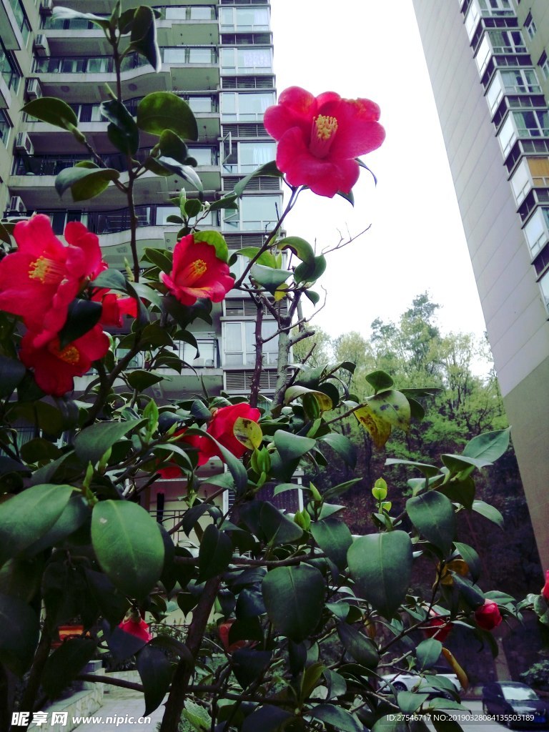茶花