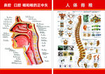 人体结构图口腔鼻腔咽喉脊椎