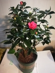 茶花
