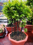 植物花卉