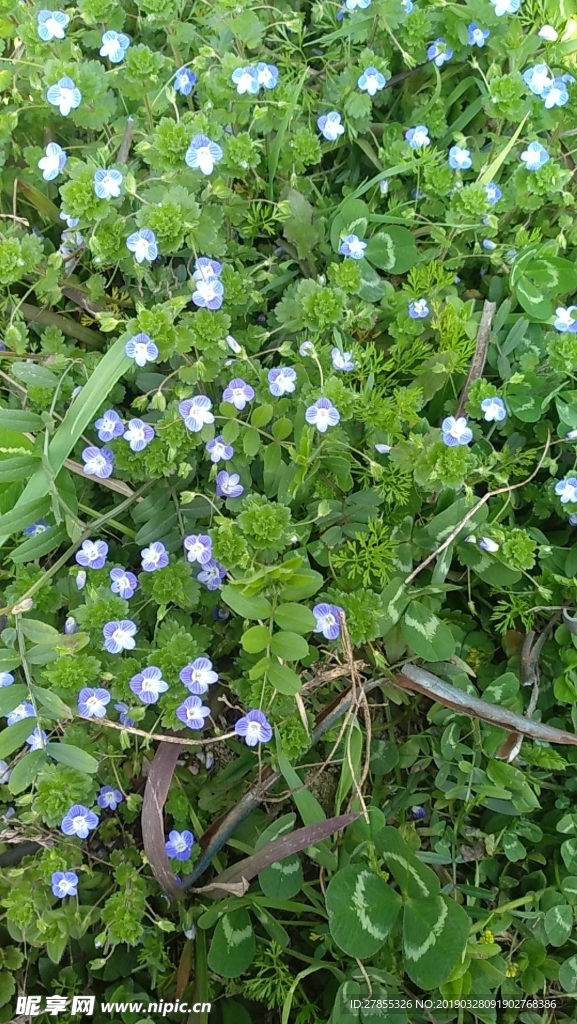 野花 紫色小花