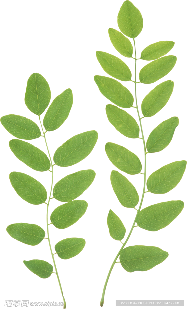 叶子 绿叶 花 自然 植物 户