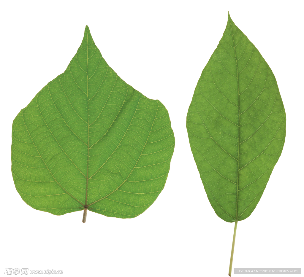 叶子 绿叶 花 自然 植物 户