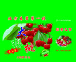 樱桃包装