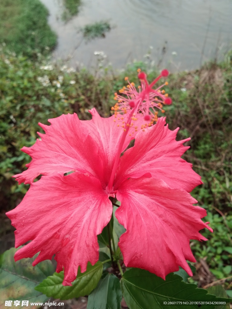 花朵