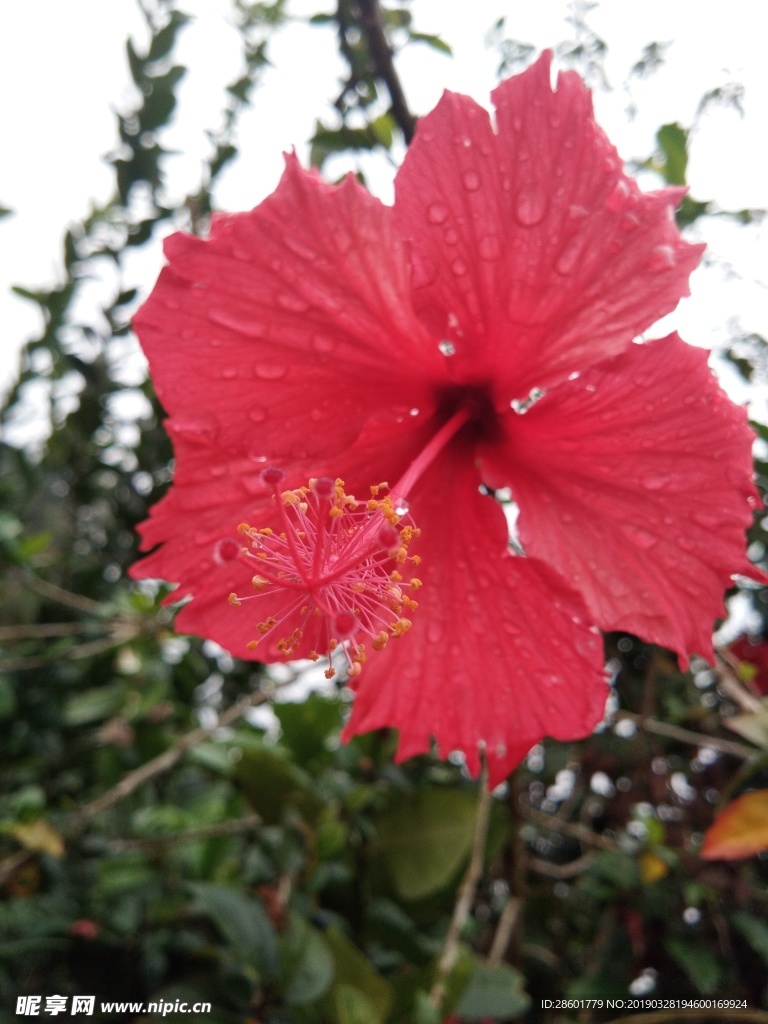 朱槿花