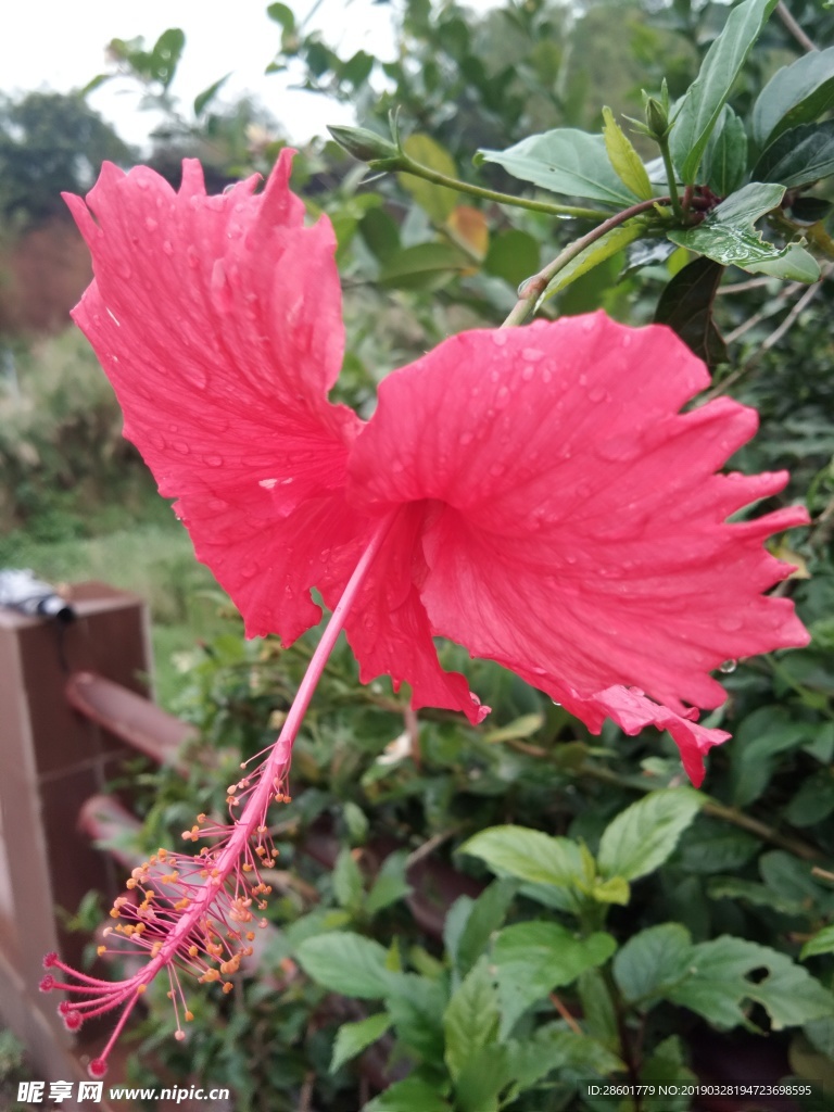 朱槿花