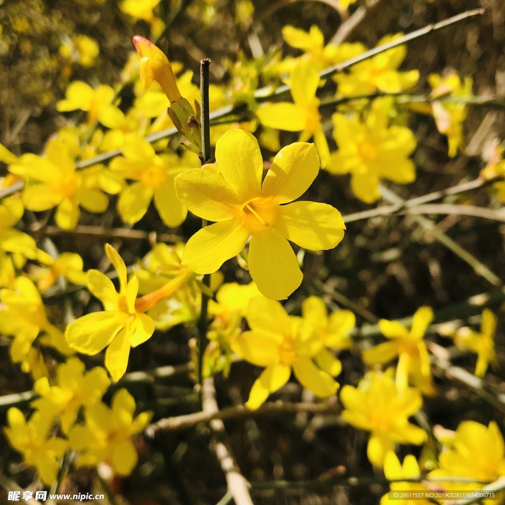 迎春花
