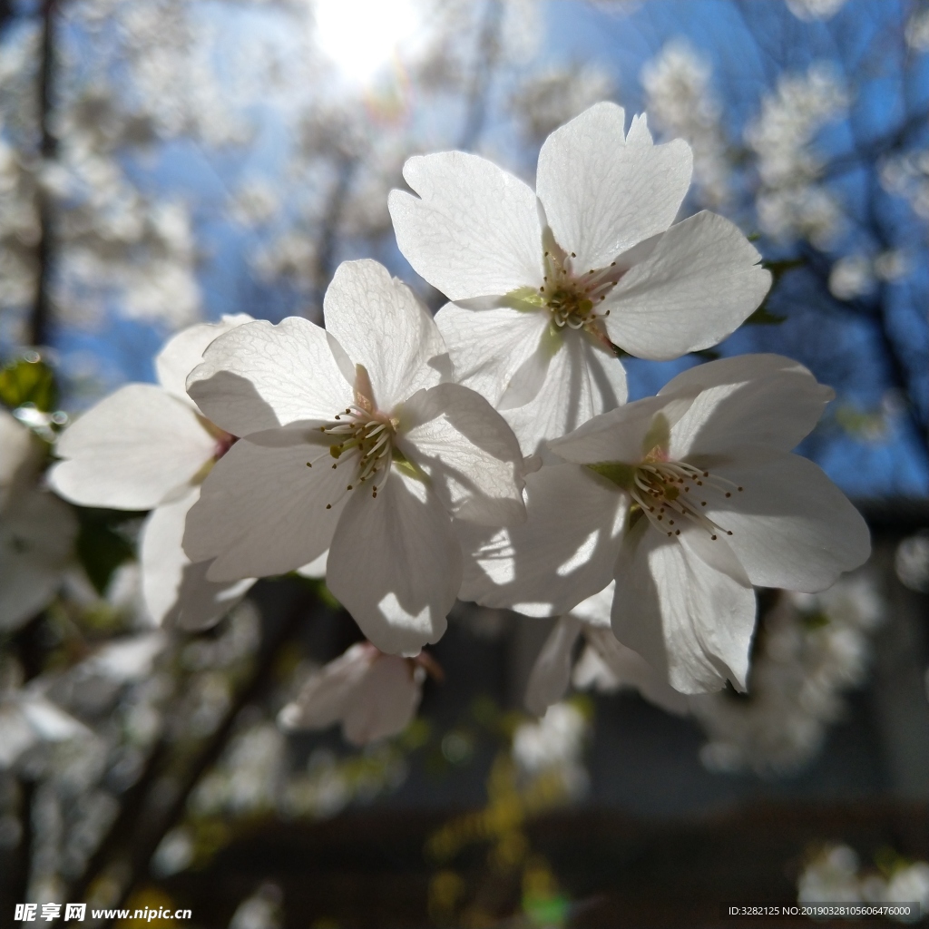 樱花