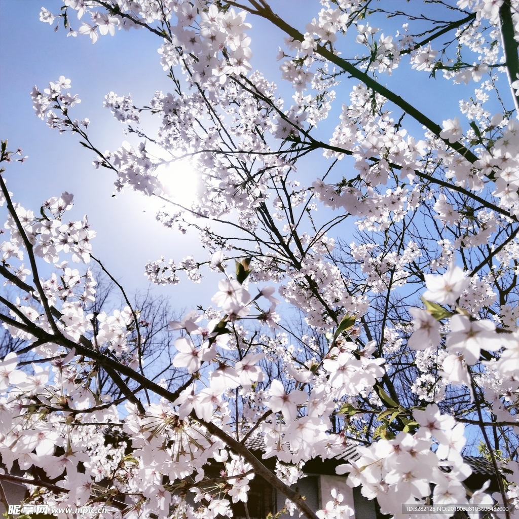 樱花