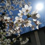 樱花