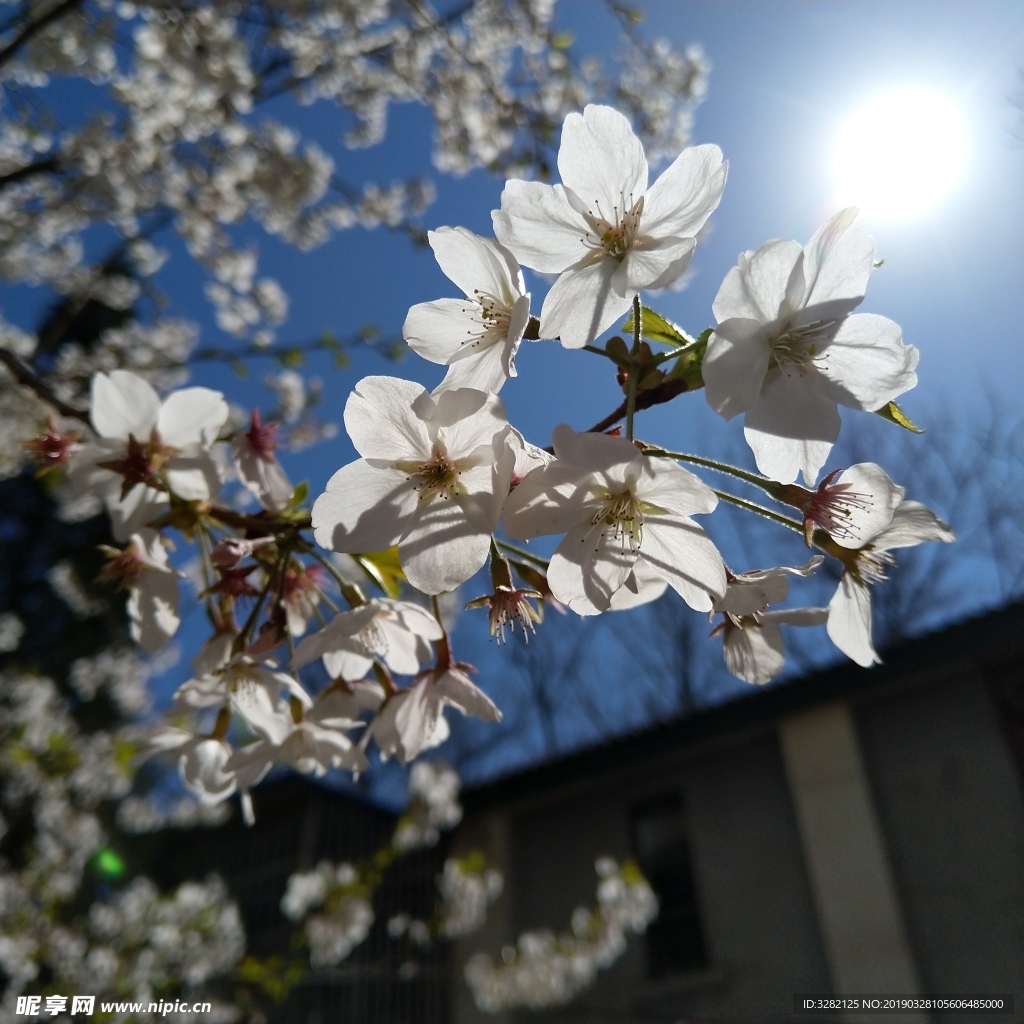 樱花