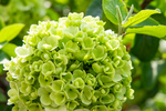八仙绣球花