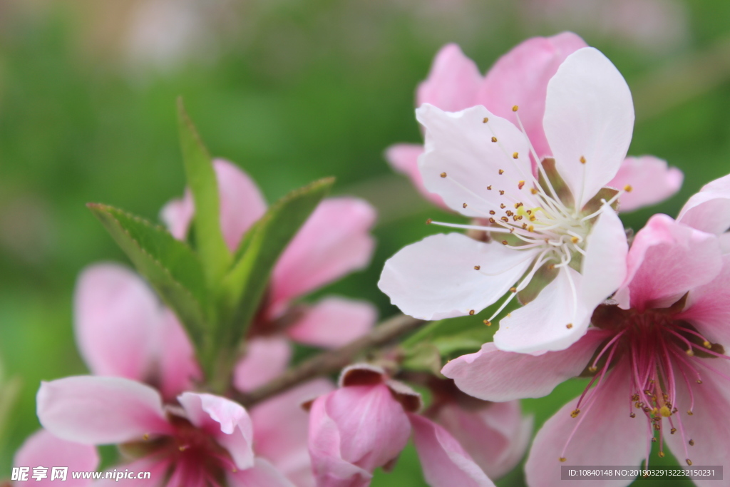 桃花
